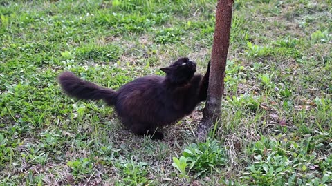 Natural Entertainer - Black Norwegian Forest Cat
