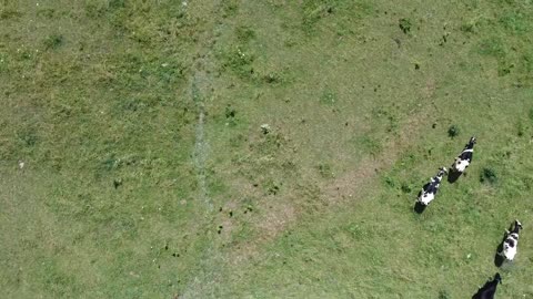Filmación con drone de las vacas lecheras de Pennsylvania