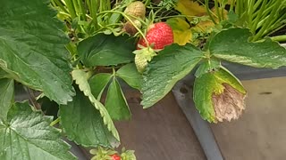 First strawberries