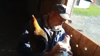 Chicken whisperer 2