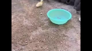 Tiny yellow ducky is chasing a group of black ducklings