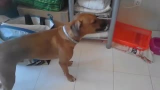 Brown dog whines for food on white tile floor