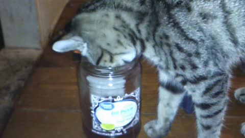 Kitten tries to drink tea
