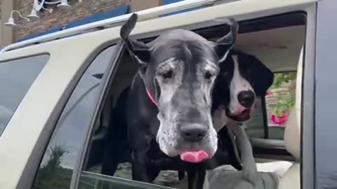 Sloppy Great Danes Send Frozen Custard Flying Everywhere👏🏽