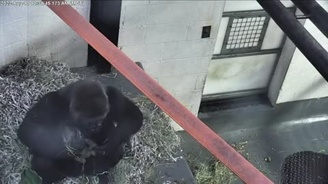 Gorilla gives birth at Albuquerque zoo