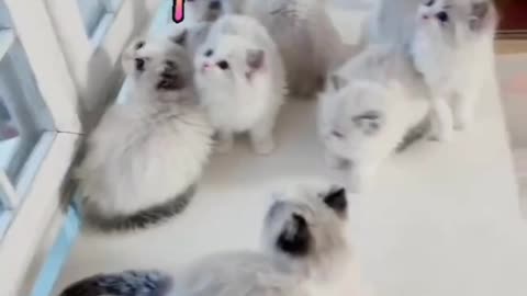 Cute Cat videos