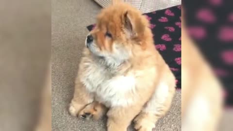 Chow Chow is so tired, his mother told him that he didn't seem to hear