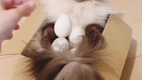 Really Very Funny Cat Video