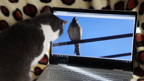 pets catching bird in laptop very funny video