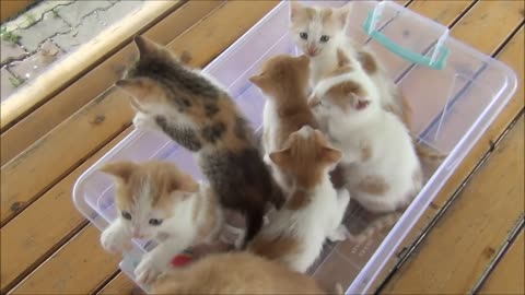 Kittens meowing - All talking at the same time!