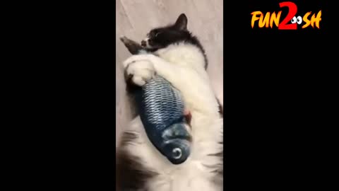 Cat catch fish😾