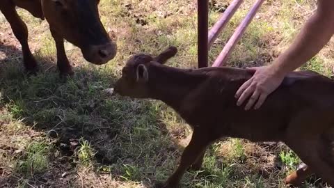 Farmer Reunites Day old Calf with Mother