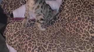 F3 Savannah Kitten Feeling Frisky