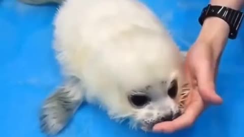 Baby Seal's First Swimming Lesson