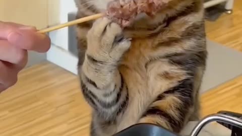 cats chewing meat #cat #pet #kitten #meomeo #kitt... | TikTok