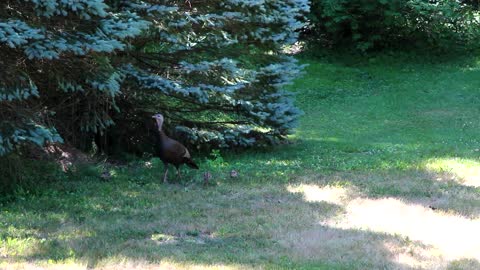 Backyard wildlife