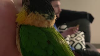 Baby caique parrot does her bedtime squeaks