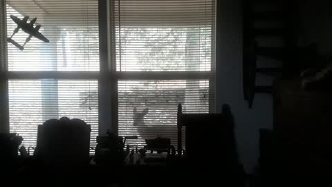 Pet Deer Looks in Window to Say Hello!