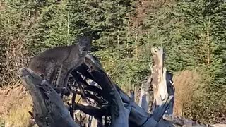 Incredible close-up lynx encounter in Alaska