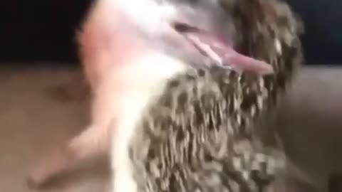adorable porcupine - trying to lick his back
