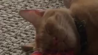 Orange cat sleeps on orange toy dinosaur