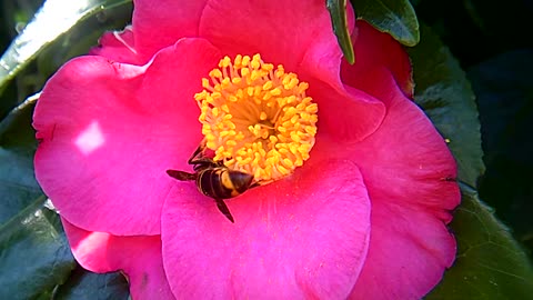 Close-up Footage Of A Bee Sucking Nectar From A Pink Flower