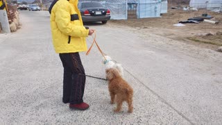 2 lovely dogs being led by their mother to travel spring.