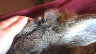 Red blanket bunny pet