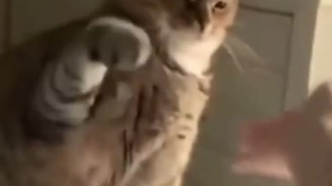 cat video