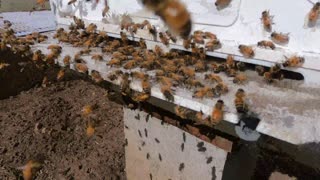 Honey Bees are Busy and Happy 13.7.21