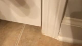 Music brown dog trying to run away from blow dryer after bath