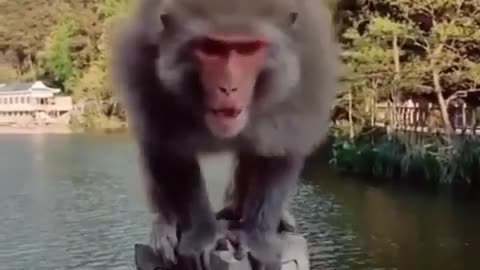 Monkey masti