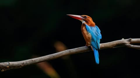 Most Beautiful Bird Songs 🐦 Birds of Brazil 🐦 Bird Song