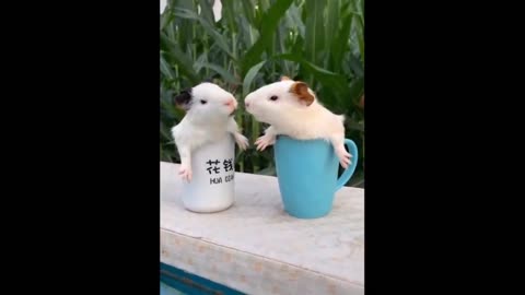 Two hamsters eating the same grass leaf then they fight for it