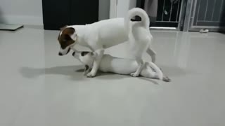 Mamma dog plays tug-of-war with her puppy