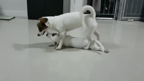 Mamma dog plays tug-of-war with her puppy