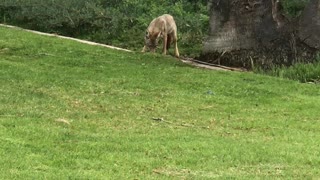 Unexpected visitor- young coyote