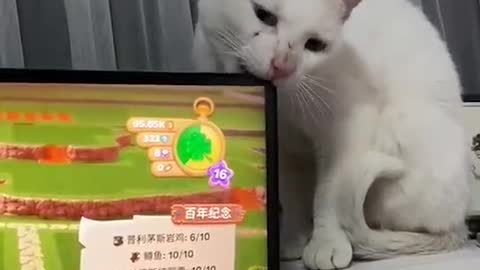 Cat breaks TV screen with bite
