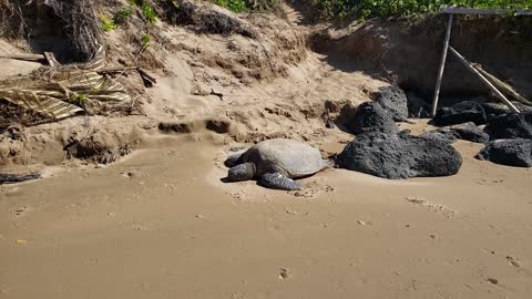 Beached Sea Turtle