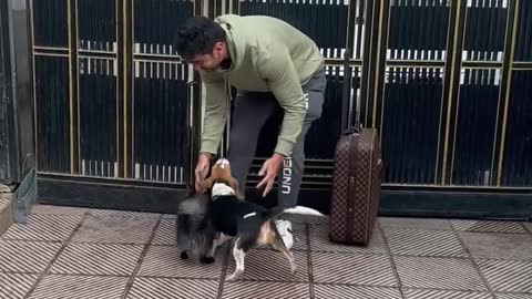 Meeting dogs after a vacation