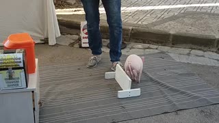 Pig Participates in Spanish Street Show