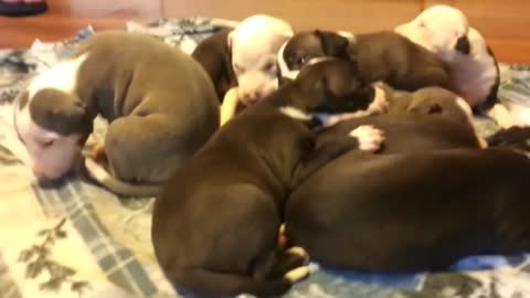 Cute Pit bull Puppies Snuggling