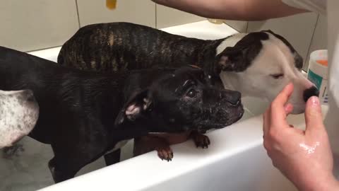 Cuatro perros disfrutan de un relajante baño con sus dueños