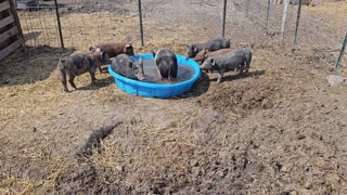 Swimming with the Piglets