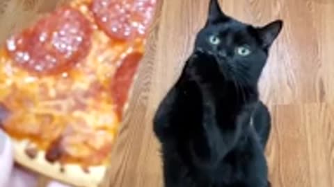 Please give me yummy pizza ...