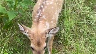 A fawn gets spooked!