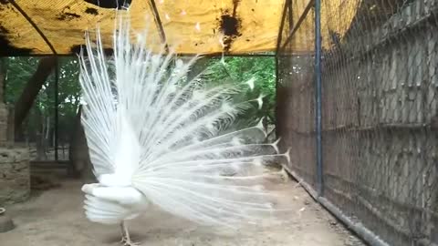 White peacock | albinism