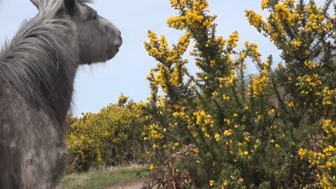 Easter with the Dartmoor hill ponies 2023