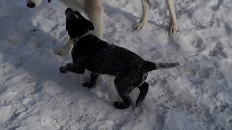 Tiny Puppy Trying To Play With Huge Husky