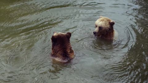 Two brown bear playing in a small swamp